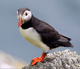 See Skellig Island Michael Wildlife and Birds