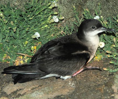 Manx Shearwaters – The Nocturnal Mariners