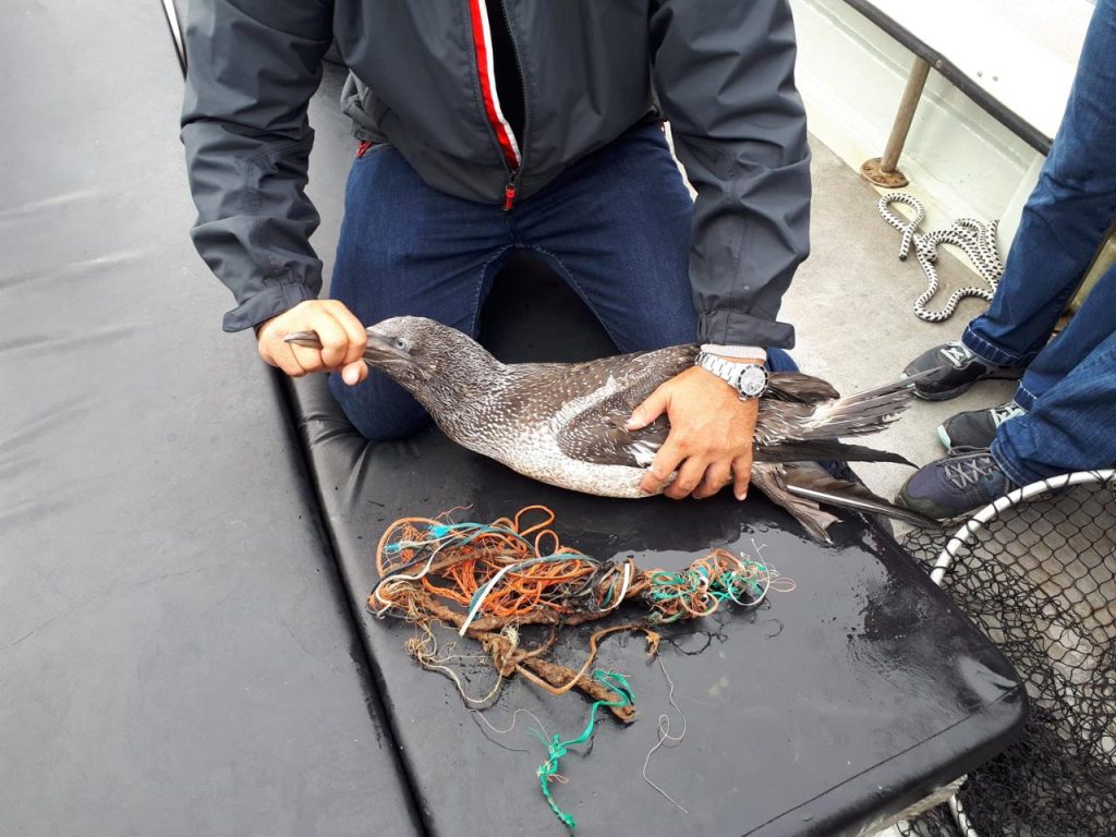 Saving gannet at skellig micheal